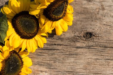Ahşap arka plan üzerinde dekoratif ayçiçeği