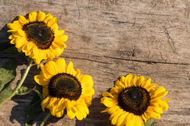 Ahşap arka plan üzerinde dekoratif ayçiçeği