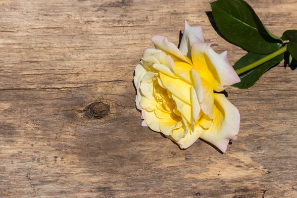 Hermosa rosa amarilla sobre fondo rústico de madera —  Fotos de Stock