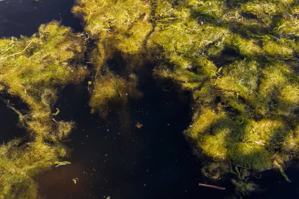 Green algae in the water surface — Stock Photo, Image