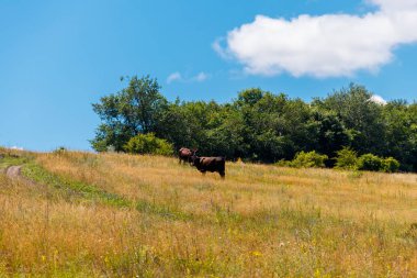 Güneşli yaz gününde otlakta otlayan inekler
