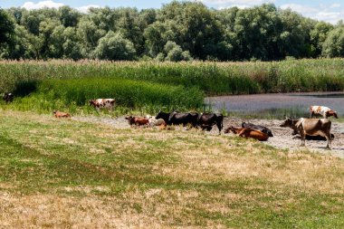 Sulama yerde inek sürüsü