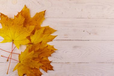 Sonbahar akçaağaç yaprakları beyaz ahşap arka planda. Üst görünüm, alanı kopyala