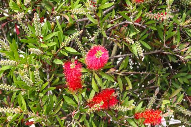 Kırmızı Şişe Fırçası çiçekleri (Callistemon Citrinus) 