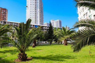 Pigme hurma ağaçları (Phoenix roebelenii) Batum şehir parkında, Gürcistan