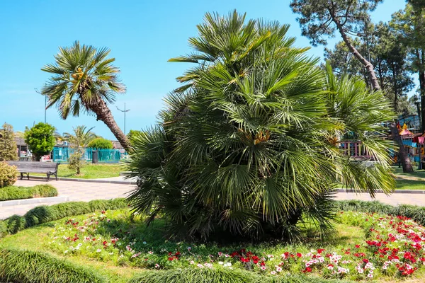 Chamaerops humilis, variadamente chamado de palmeira europeia ou palmeira anã mediterrânea na avenida Batumi, Geórgia — Fotografia de Stock