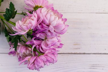 Beyaz ahşap arka planda güzel kasımpatılar. Üst görünüm, alanı kopyala