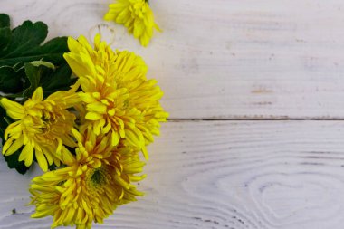 Beyaz ahşap arka planda sarı kasımpatılar. Üst görünüm, alanı kopyala