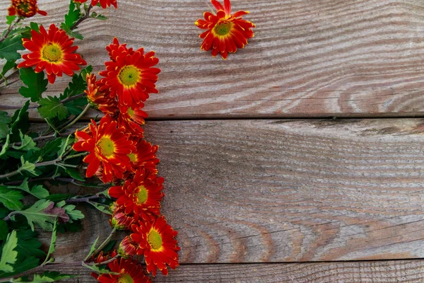 木制背景上的红菊花。顶部视图，复制空间 — 图库照片
