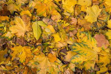 Sonbahar renkli yaprakları arka plan