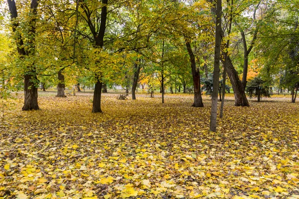Autumn trees and leaves in city park — Stock Photo, Image