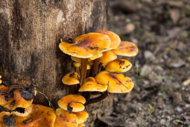 Ormandaki bir kütükte yetişen bal mantarı