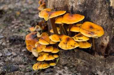 Ormandaki bir kütükte yetişen bal mantarı