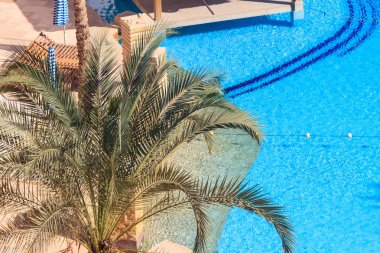 Palmiye ağacının yanında bir Yüzme Havuzu. Yukarıdan görüntülemek