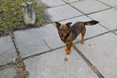 Bir parkta evsiz köpek