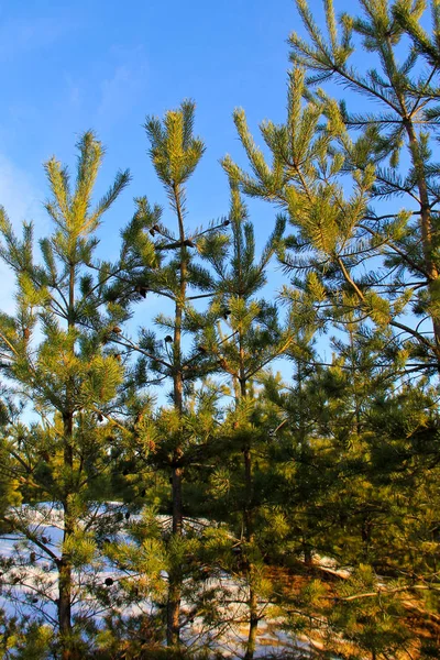 冬季森林中的绿色松树 — 图库照片