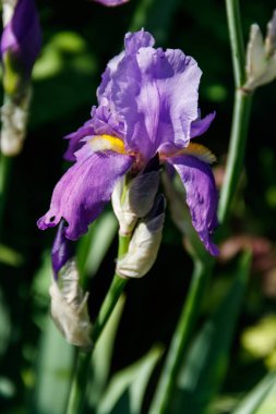 Bahçedeki çiçek tarhında güzel bir iris çiçeği