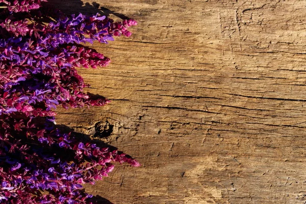 Purpurfarbene Salvia-Blüten auf rustikalem Holzgrund. Ansicht von oben, Kopierraum — Stockfoto