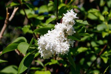 Bir Bush Beyaz leylak çiçekler