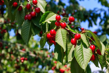 Olgun kırmızı kiraz ağacı dalı yakın çekim üzerinde