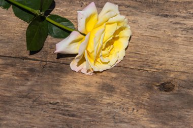 Kırsal arka planda güzel sarı bir gül