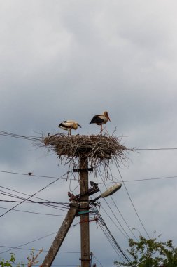 Kutuptaki yuvada bir çift beyaz leylek (Ciconia ciconia)