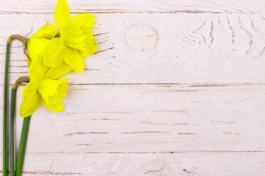 Beyaz ahşap arka planda sarı nergis çiçekleri. Sevgililer Günü, Kadınlar Günü ve Anneler Günü için tebrik kartı. Üst görünüm, alanı kopyala