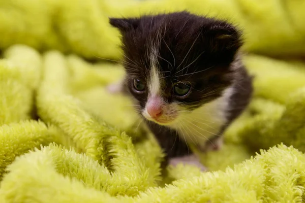 Small kitten in a yellow terry blanket — Stock Photo, Image