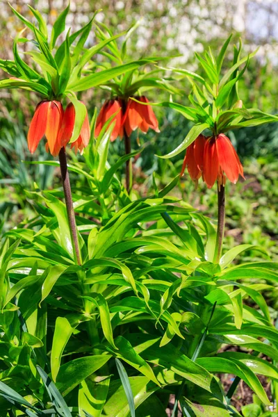 Oranje kroon keizerlijke lelie bloemen (fritiallaria imperialis) in de tuin — Stockfoto