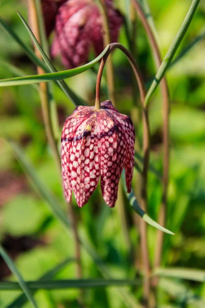 Snakes head fritillary (Fritillaria meleagris) in a garden — Stock Photo, Image