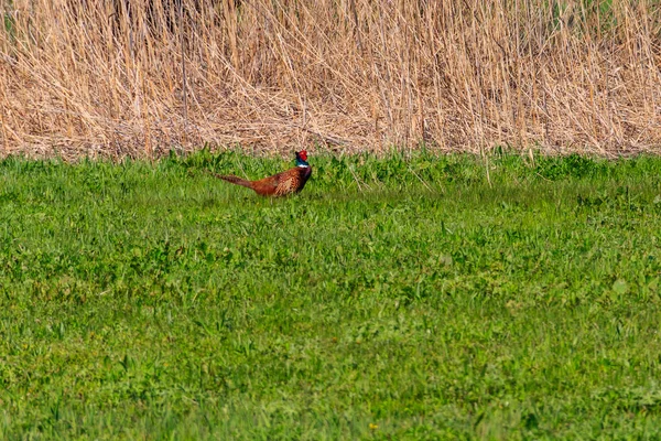 Pheasant in green grass on a meadow — Stock Photo, Image
