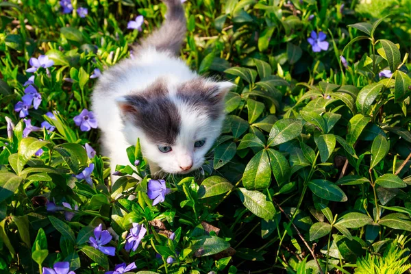庭の花びらに小さな子猫 — ストック写真