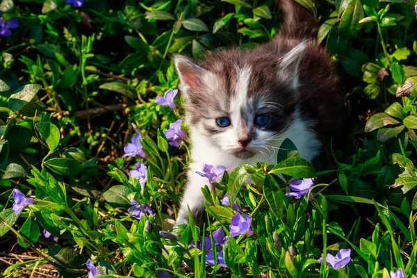 Μικρό γατάκι με λουλούδια σε έναν κήπο — Φωτογραφία Αρχείου