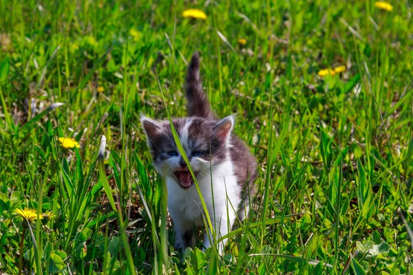 Gatito pequeño en flores de diente de león amarillo. Gato joven en pradera verde — Foto de Stock