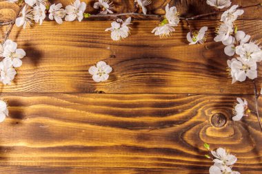 Ahşap zemin üzerine kayısı ağacının çiçekleri