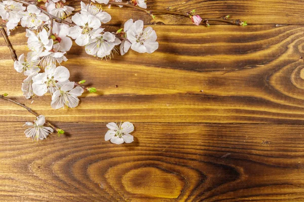 Ahşap zemin üzerine kayısı ağacının çiçekleri