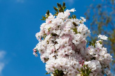 İlkbaharda kiraz ağacı çiçeği