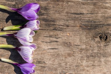 Kırsal ahşap arka planda mor kır çiçekleri