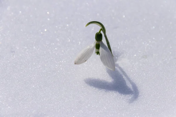 Flor blanca en la nieve —  Fotos de Stock