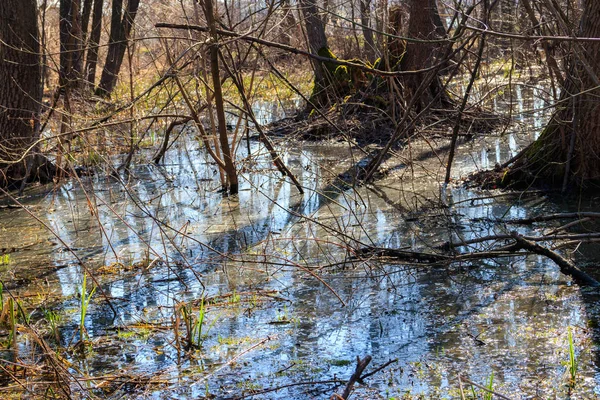 Swamp in forest — Stock Photo, Image