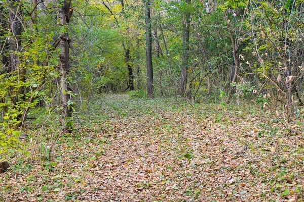 Vuile landweg in het bos in de herfst — Stockfoto