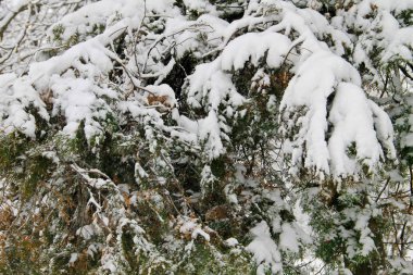 Mazı (bitki) dalları karla kaplı