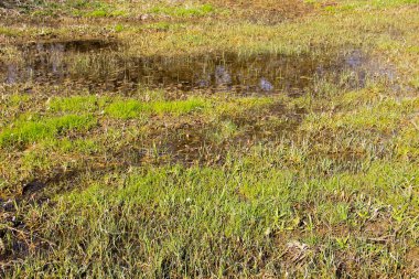 Çimenli bataklık ayakta su ile