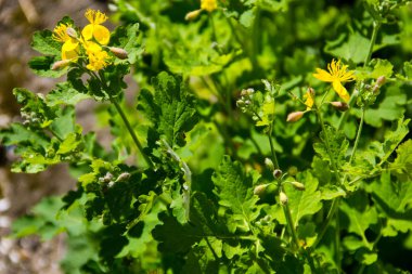 kırlangıçotu (chelidonium majus)
