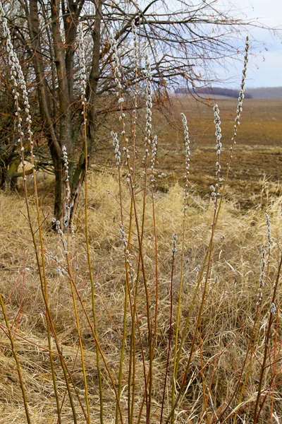 Ropna wierzba bush na wczesną wiosną — Zdjęcie stockowe