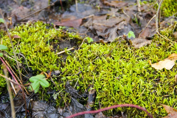 Groen mos in het moeras — Stockfoto