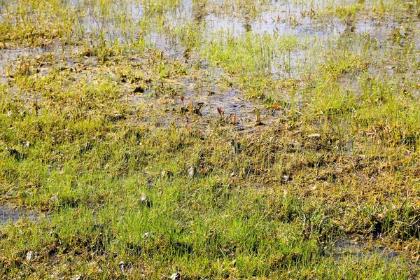 Trawiasta bagna z stojącej wody — Zdjęcie stockowe