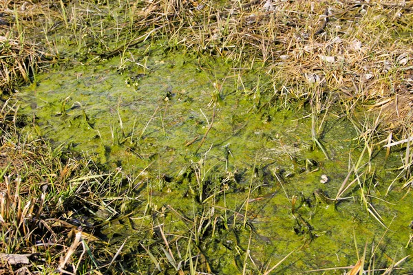 Marshland with algae in standing water — Stock Photo, Image