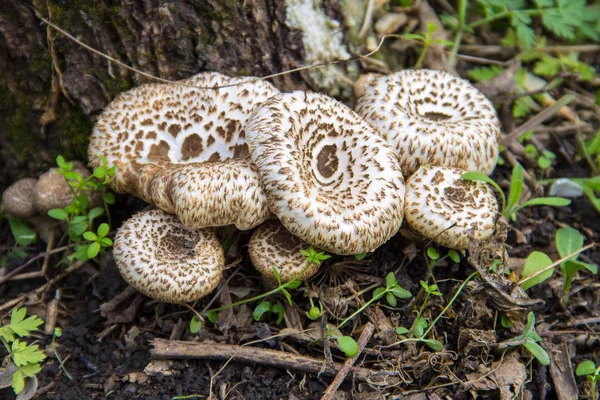 Funghi nella foresta — Foto Stock