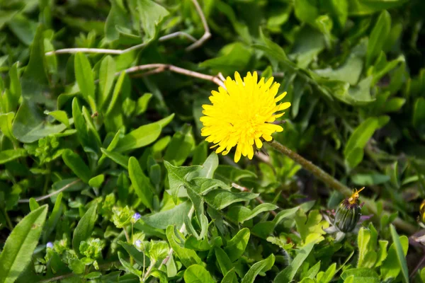 草原に黄色のタンポポ — ストック写真